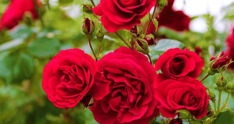 Bunga Terharum di Dunia