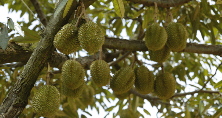 Buah Langka