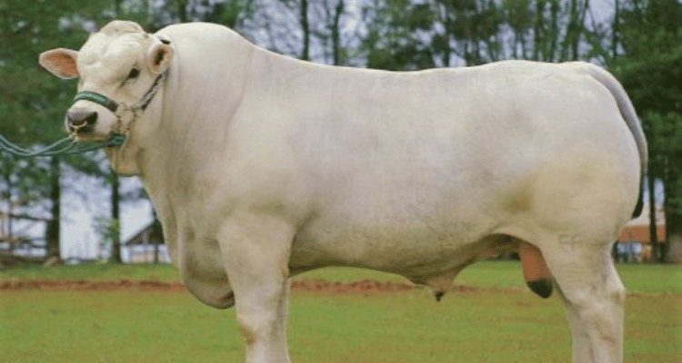 Sapi Terbesar di Dunia
