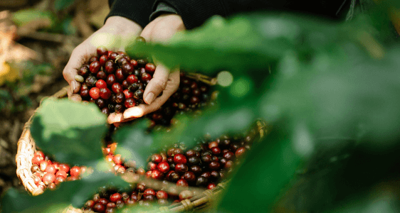 Hutan Lemo Nakai Pelindung Pertanian Kopi