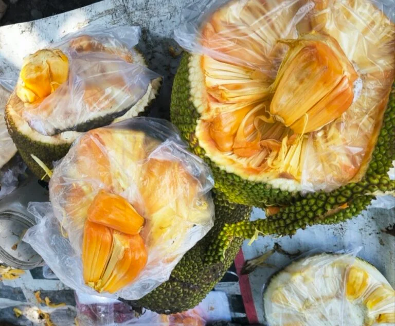 Nangka Madu Jadi Primadona di Pantai Pasir Putih Bengkulu, Favorit Wisatawan dengan Harga Terjangkau Nangka Madu Jadi Primadona di Pantai Pasir Putih Bengkulu, Favorit Wisatawan dengan Harga Terjangkau