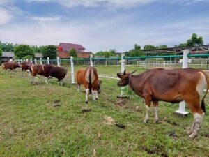 Makna Qurban, Dari Musholla Kecil hingga Keteladanan Nabi Ibrahim) Makna Qurban, Dari Musholla Kecil hingga Keteladanan Nabi Ibrahim