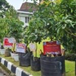 Inovasi Baru NR Florist Linggau, Ucapan Spesial Lewat Bibit Tanaman Buah