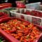 Harga Pangan Hari Ini: Cabai Rawit Merah Tembus Rp68.000 per Kg, Telur Ayam Ras Rp28.500