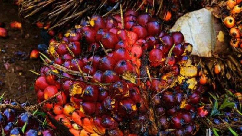 Harga TBS Kelapa Sawit Riau Naik Jadi Rp3.707,61 per Kg, Dipicu Kenaikan Harga CPO dan Kernel