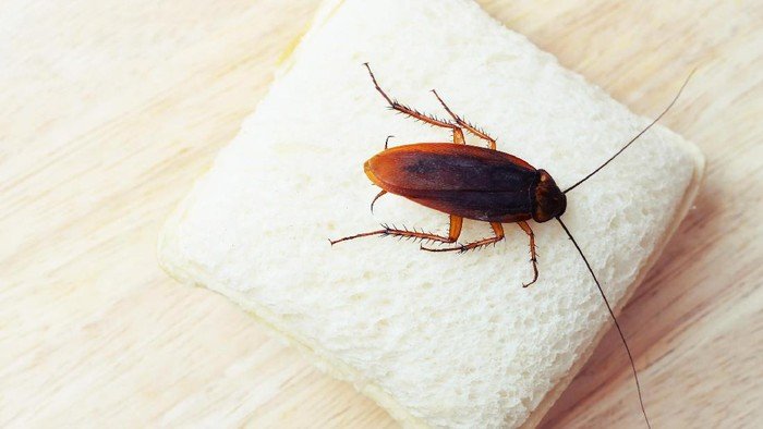 Cegah Kecoak Masuk Rumah dengan Enam Langkah Menjaga Kebersihan