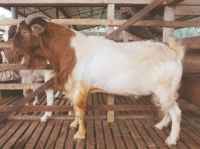 Peternakan Kambing Jakarta Berperan Penting dalam Memenuhi Kebutuhan Daging Masyarakat